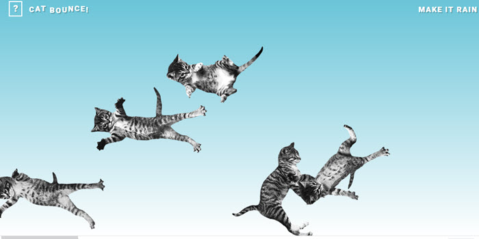 cat-bounce